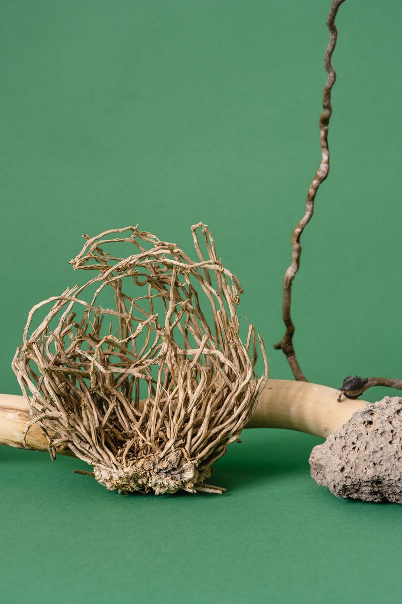 Dried Ashwagandha Roots Natural Organic