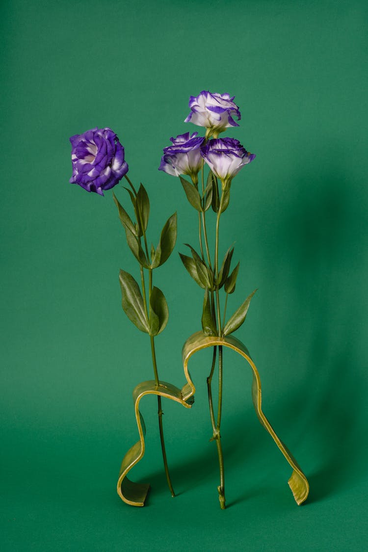 Futaba Roses With Green Leaves