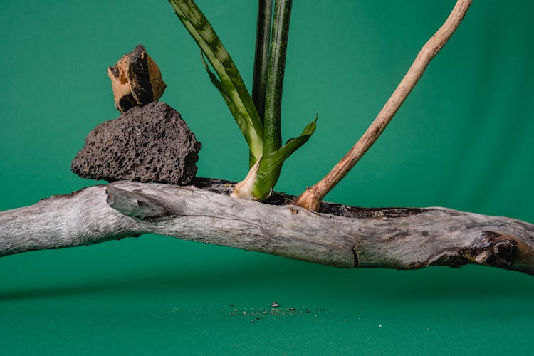 Sansevieria And Stones On A Branch