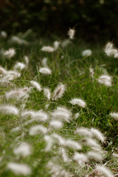 수직 쐈어, 야생, 잔디의 무료 스톡 사진