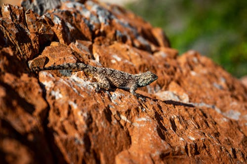 Lizard on Brown Rock