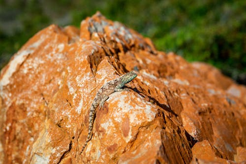 Photo of a Lizard on Brown Rock