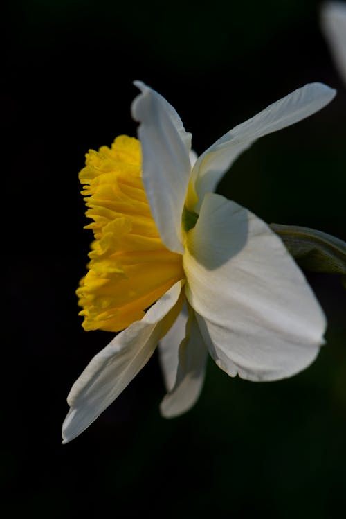 White and Yellow Flower in Close Up Photography