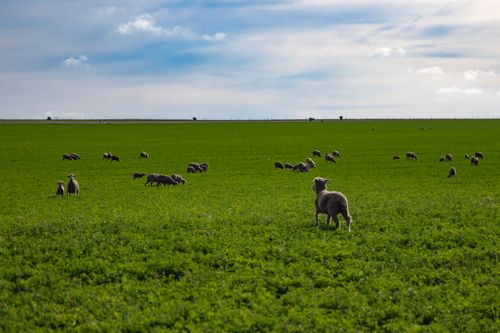 Free A tranquil countryside landscape featuring a flock of sheep grazing under a blue sky. Stock Photo