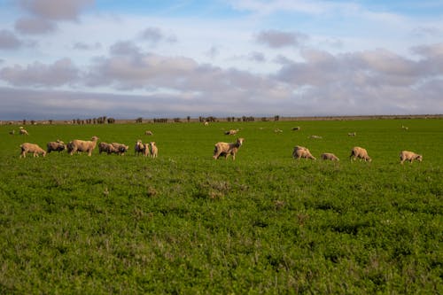 Free Herd of Sheep on the Grass Field  Stock Photo