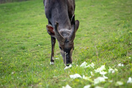 Gratis Immagine gratuita di antilope, avvicinamento, cervidae Foto a disposizione