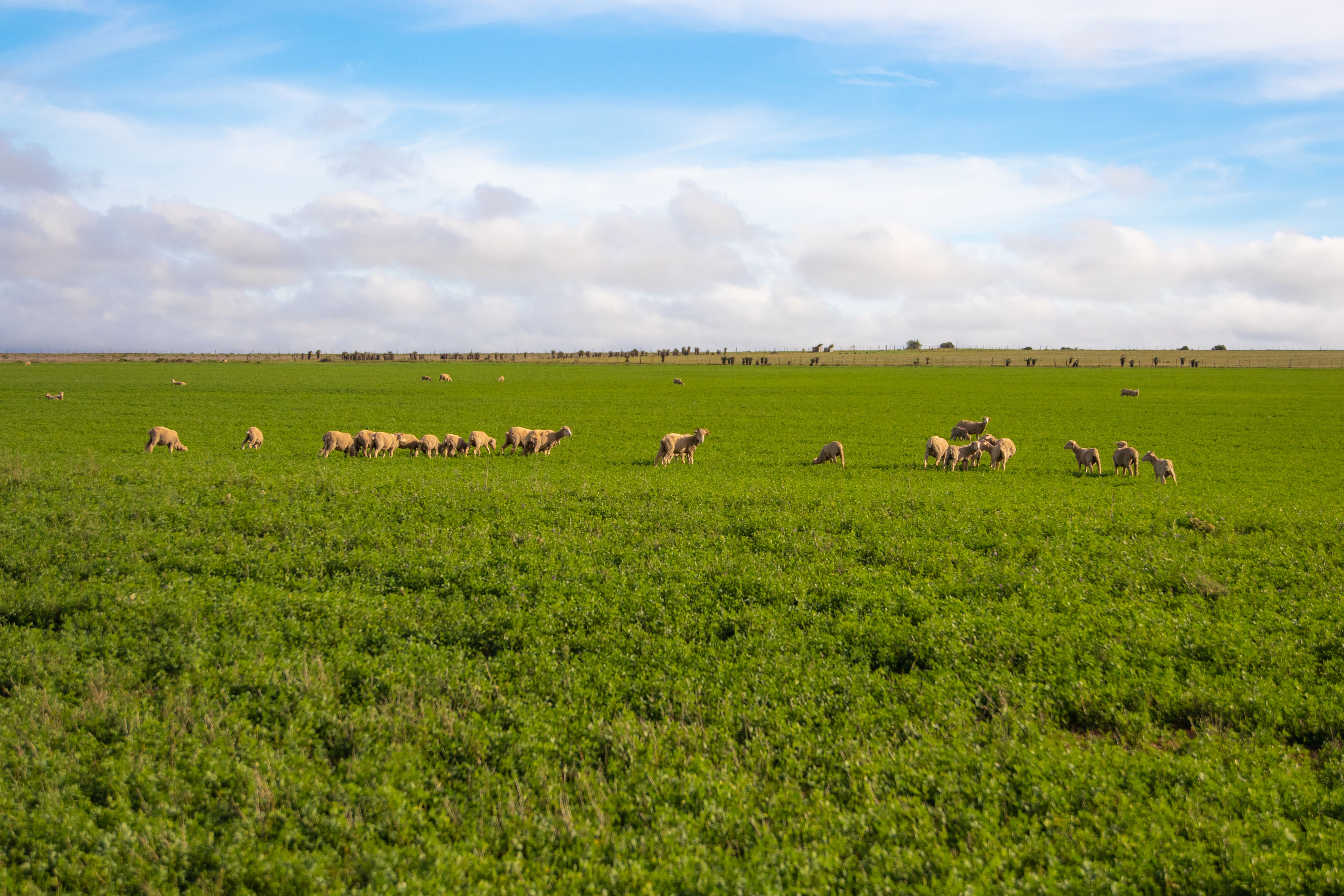 Cattle grazing beside a country road