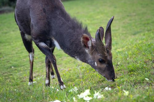 Free Close-up of an antelope grazing in a grassy field under daylight, showcasing its horns and sleek coat. Stock Photo