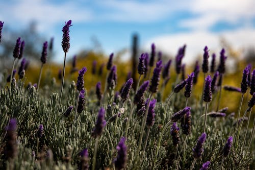 Lavender Flowers in Close-up Photography