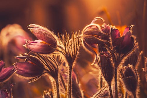 Gratis arkivbilde med anlegg, blomster, blomsterfotografering