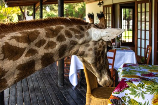 Giraffe curiously exploring a restaurant's outdoor patio on a sunny day.