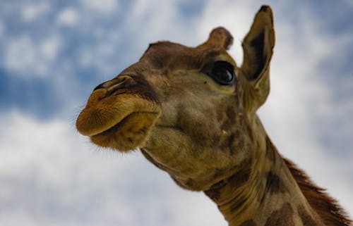 Giraffe in Close Up Photography