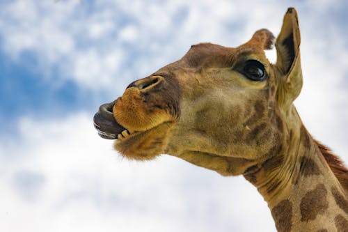 Giraffe in Close Up Photography