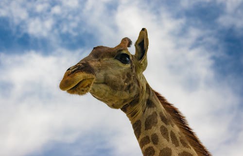 Free Giraffe Under White Clouds and Blue Sky Stock Photo