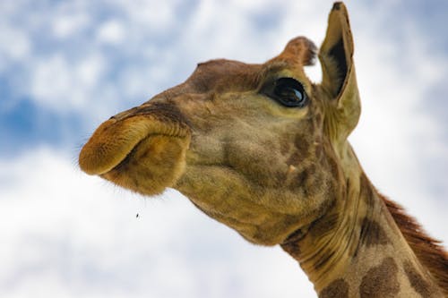Low Angle Shot of a Giraffe 