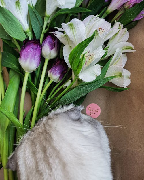 Free stock photo of bouquet, cat, flowers