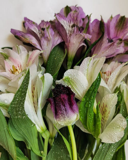 Free stock photo of bouquet, flowers, tulip