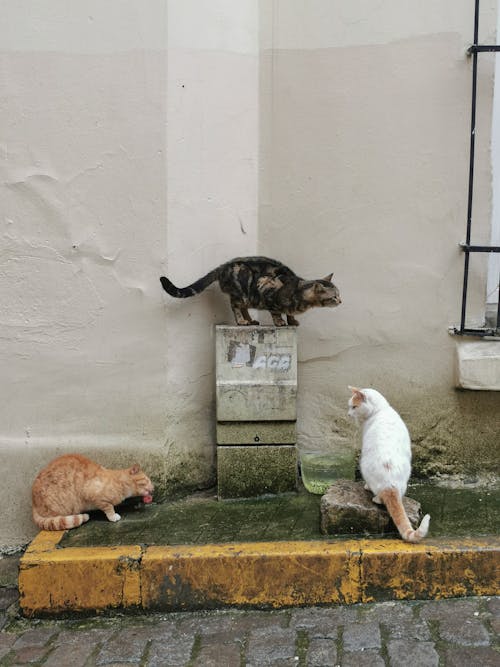 Cats on the Street 