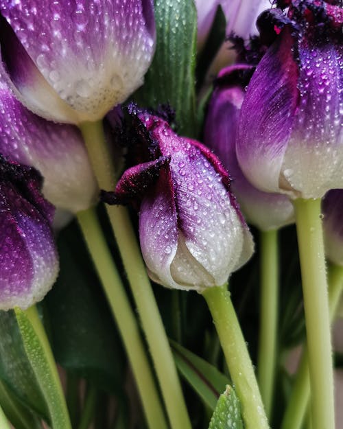 Purple and White Tulip Flowers in Close-Up Photography