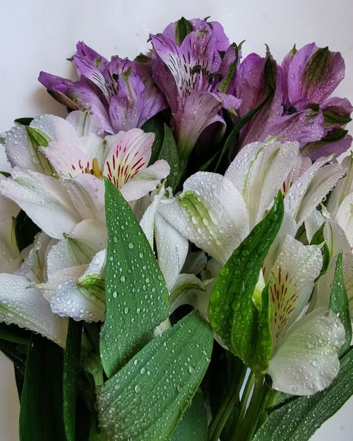 Free A close-up of vibrant Alstroemeria flowers adorned with fresh dew drops, showcasing natural beauty. Stock Photo