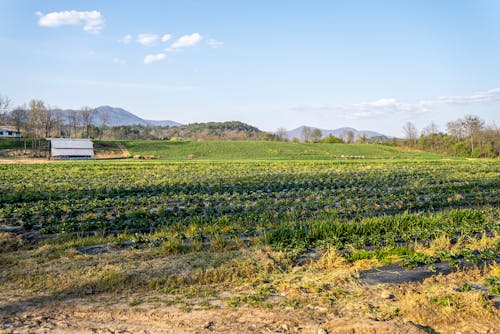 农业, 草莓园, 藍天 的 免费素材图片