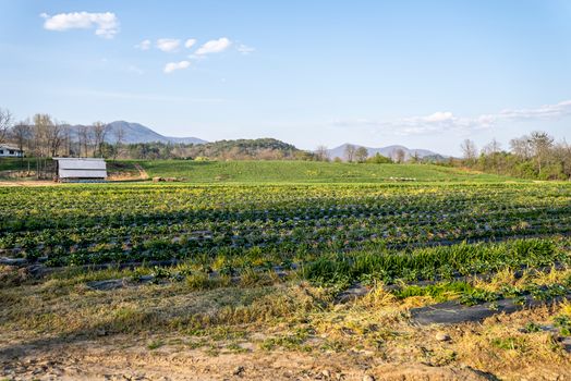 A local farmer working in a field, representing the North Carolina agriculture sector.