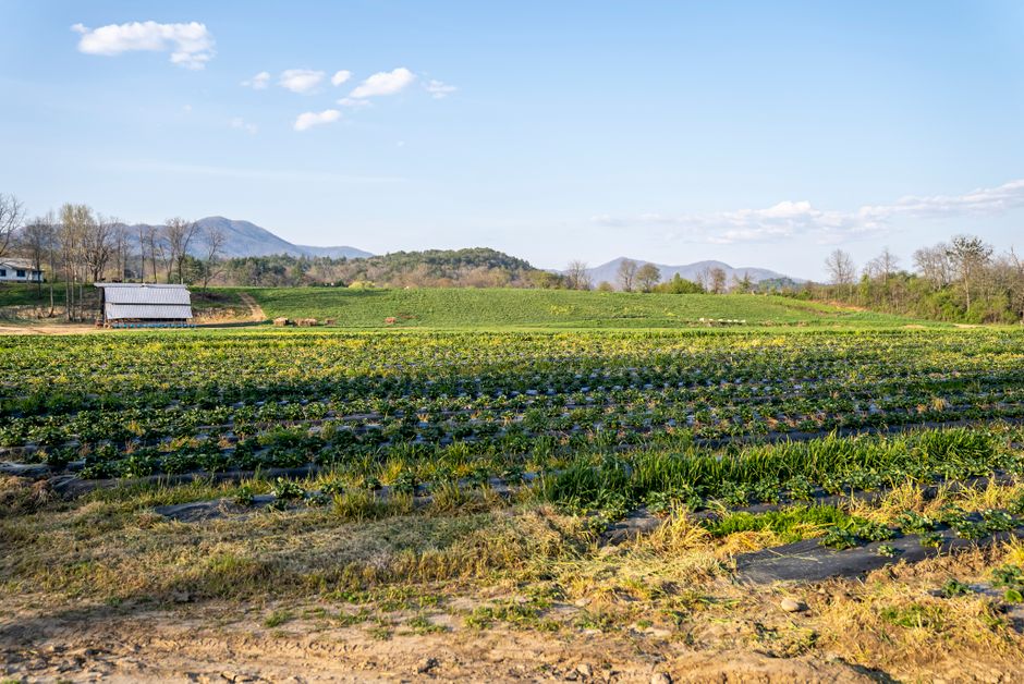 A local farmer working in a field, representing the North Carolina agriculture sector.