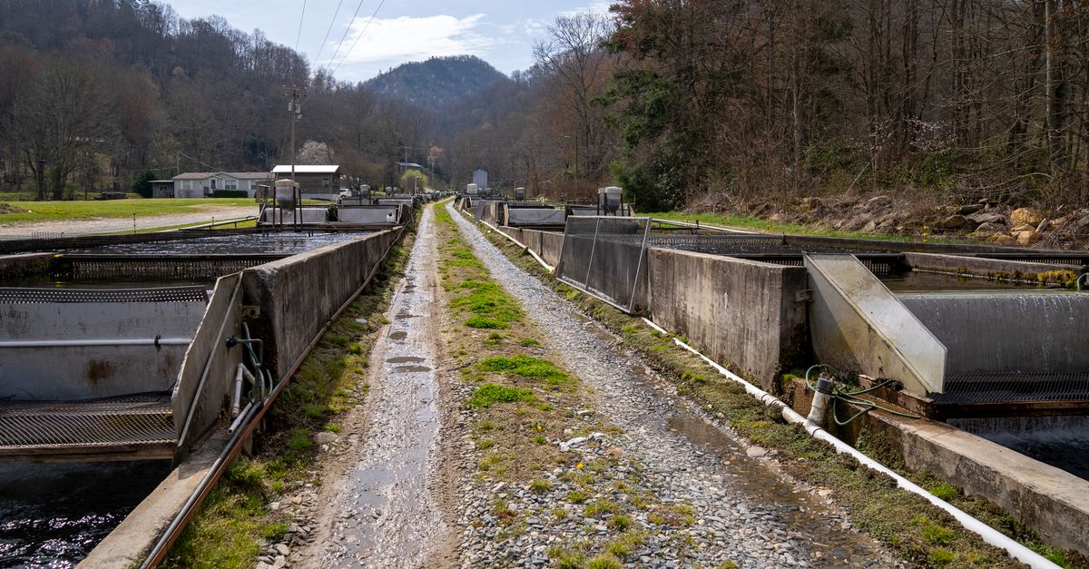 Narrow gravel path alongside trout farm in North Carolina with mountain backdrop.