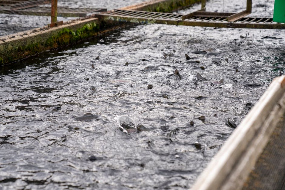 Hatchery Services
