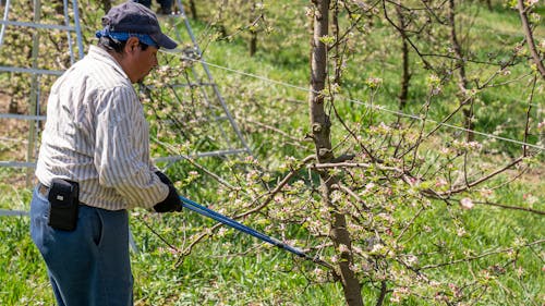 Foto d'estoc gratuïta de agricultor, branques d'arbre, cisalla de bucle