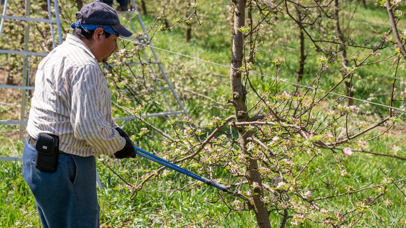 Agriculteur utilisant un sécateur pour tailler un arbre
