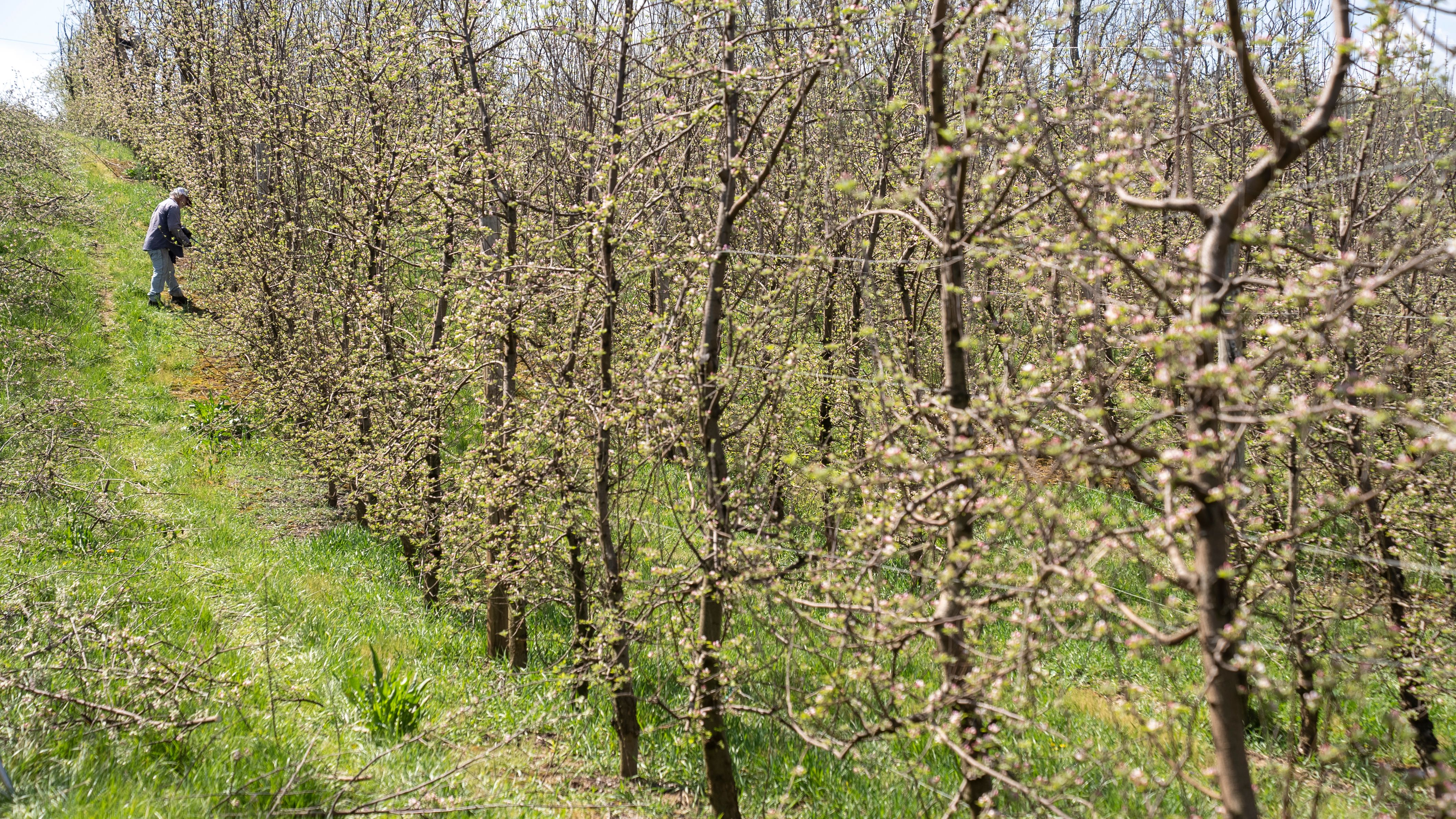 A person working in a budding apple orchard during springtime, showing nature's renewal.