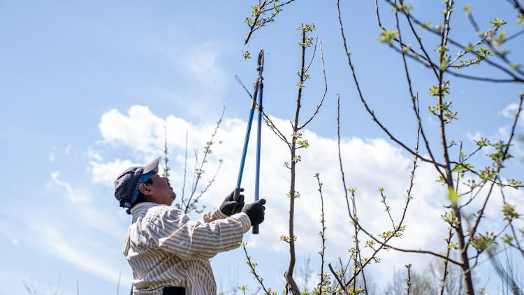 Man Trimming Branches