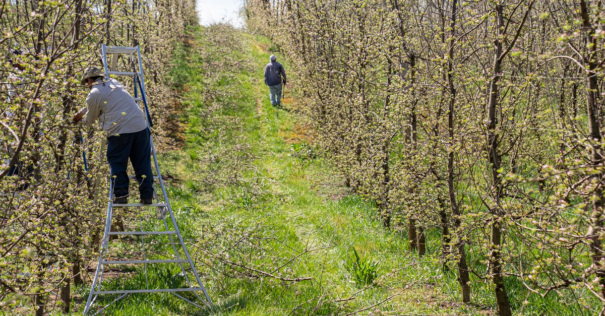 Cuting Farm Farmers Cutting Tree Branches · Free Stock Photo