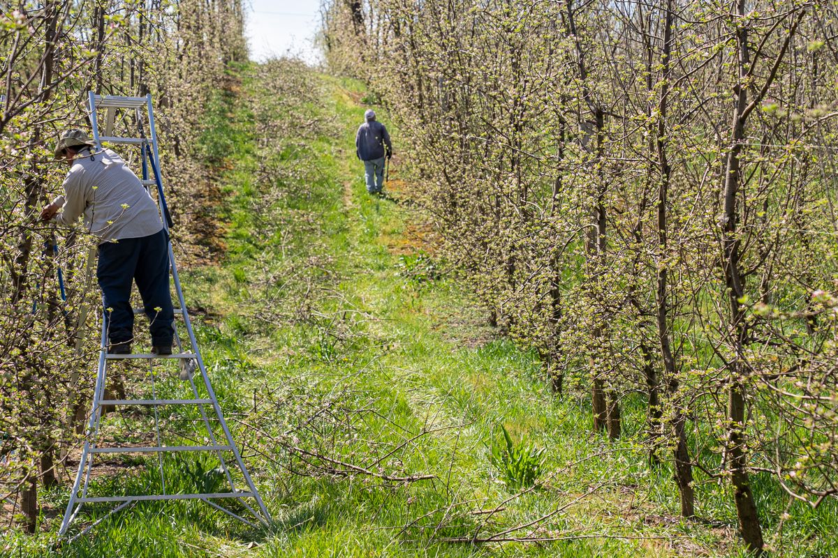 Comment faire un verger dans son jardin - 3. Organiser l’espace : distances, formes et associations