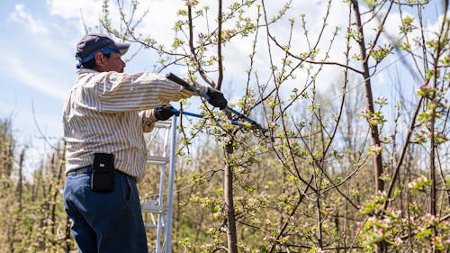 Foto d'estoc gratuïta de agricultor, agricultura, branques d'arbre