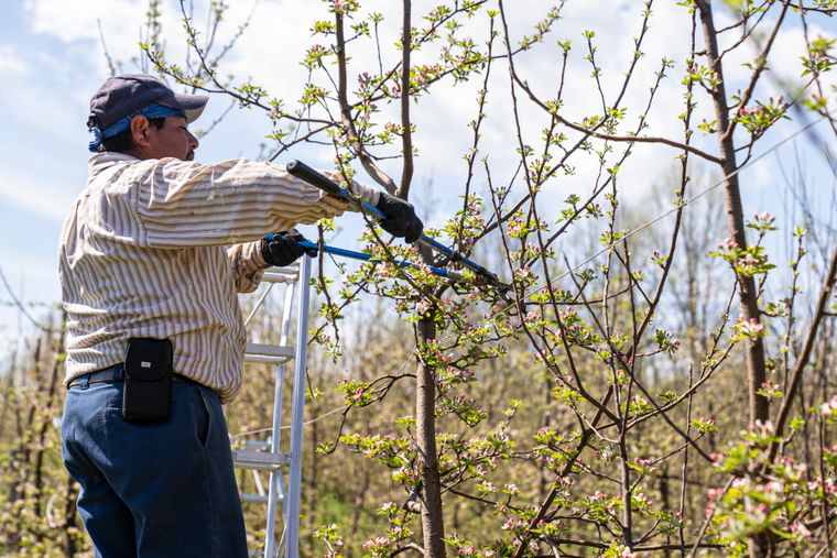 A man on a ladder reaching up to cut a tree branch