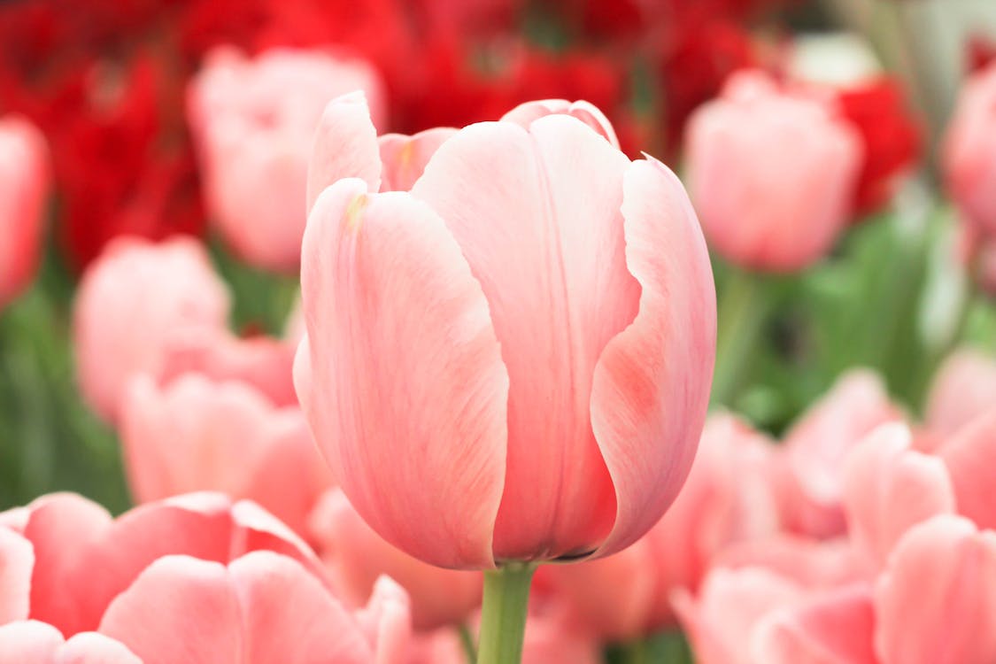 Pink Tulip in Close Up Photography