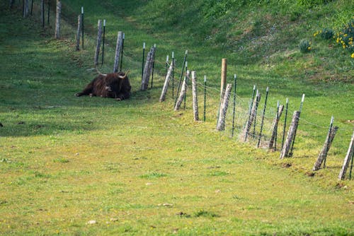 公牛, 哺乳動物, 围栏 的 免费素材图片