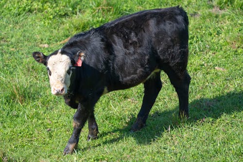 A Cow on the Grass Field