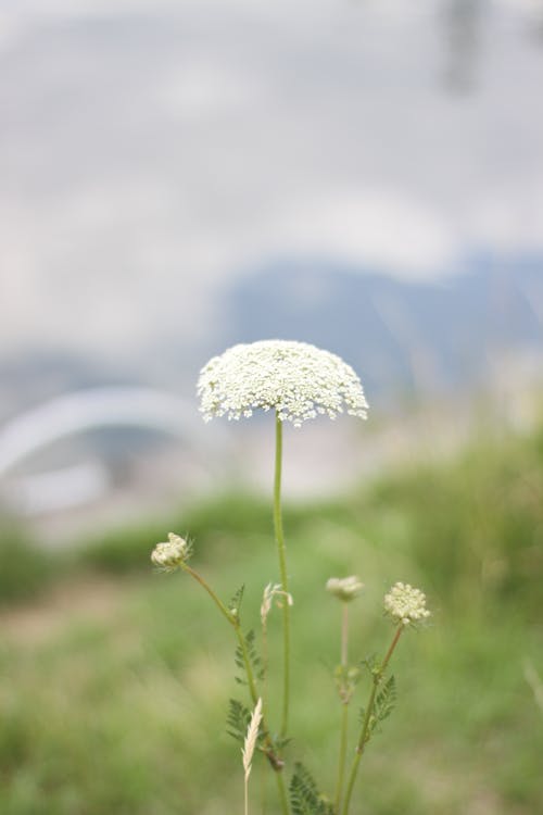 Kostnadsfri bild av blomfotografi, närbild, vertikalt skott