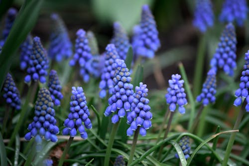 Close-Up Shot of Garden Grape-Hyacinth