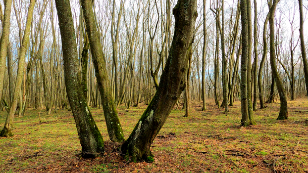 Leafless Trees of the Forest