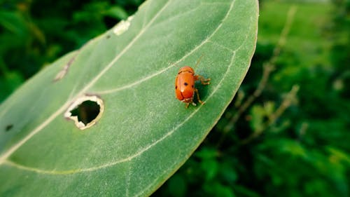 Lady Bug