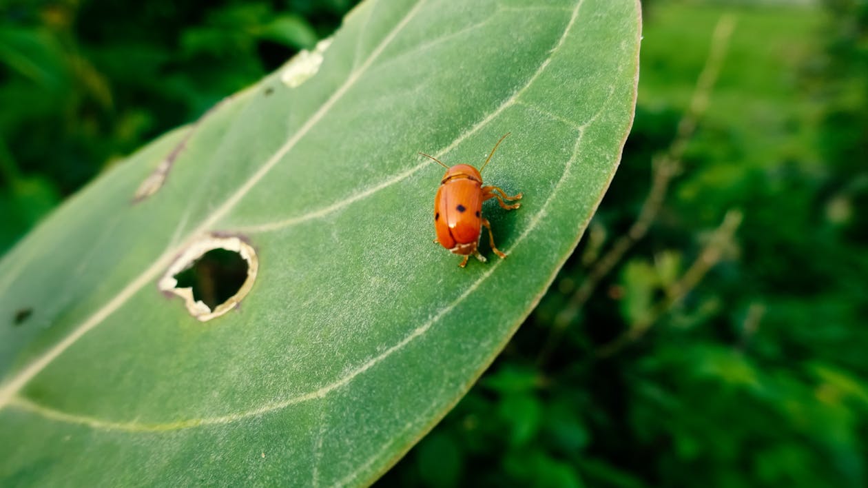 Foto d'estoc gratuïta de beetle, bitxo, creixement