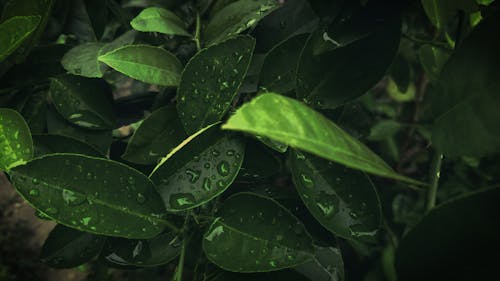 Безкоштовне стокове фото на тему «дощ, завод, зелений»