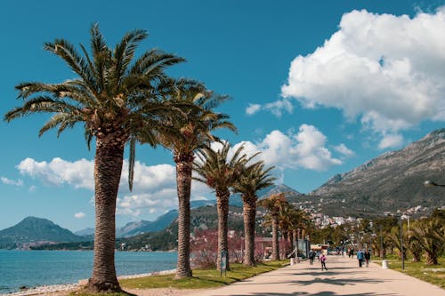 Scenic View of Palm Trees near the Beach