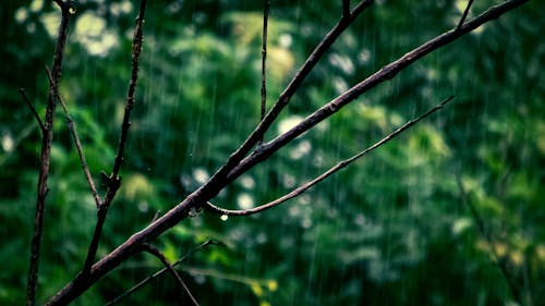 Free Selective Focus Photo Of Tree Branch Stock Photo