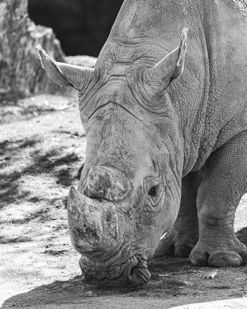 Grayscale Photo of a Rhinoceros 