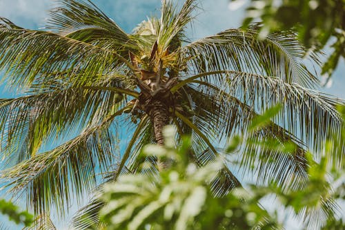 Základová fotografie zdarma na téma kokosová palma, nízký úhel záběru, palma